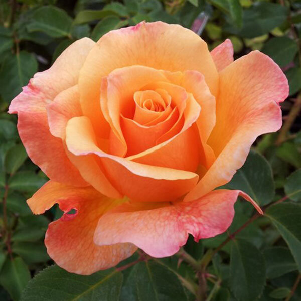 Lolita Gül Fidanı - Turuncu/Sarı Lolita Gül Fidanı - Turuncu/Sarı