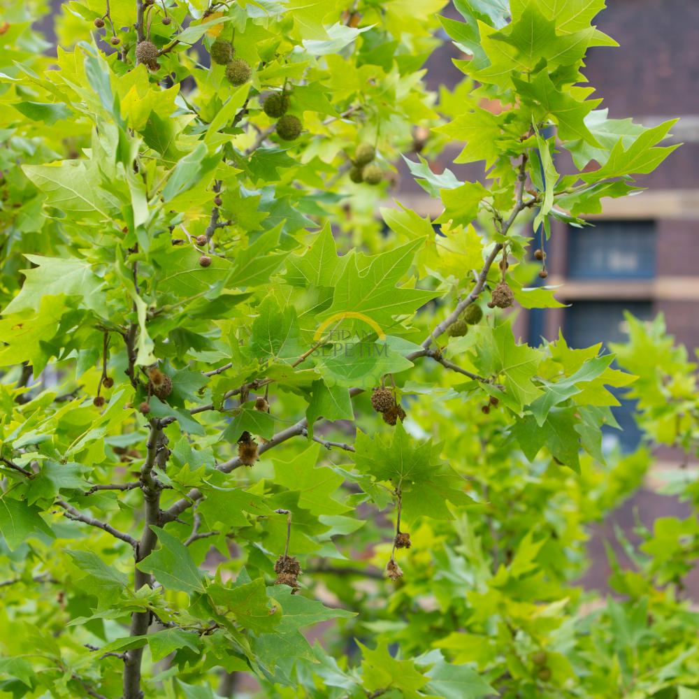 Londra Çınarı Fidanı (Platanus Acerifolia)