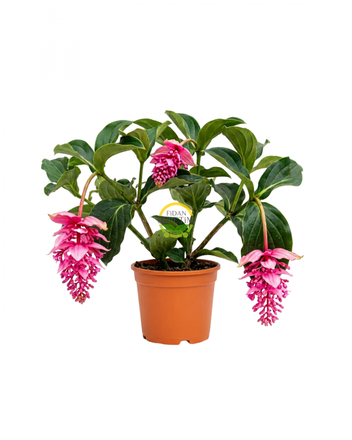 Medinilla Magnifica Bitkisi (Filipin Gülü / Egzotik Pembe Çiçek)