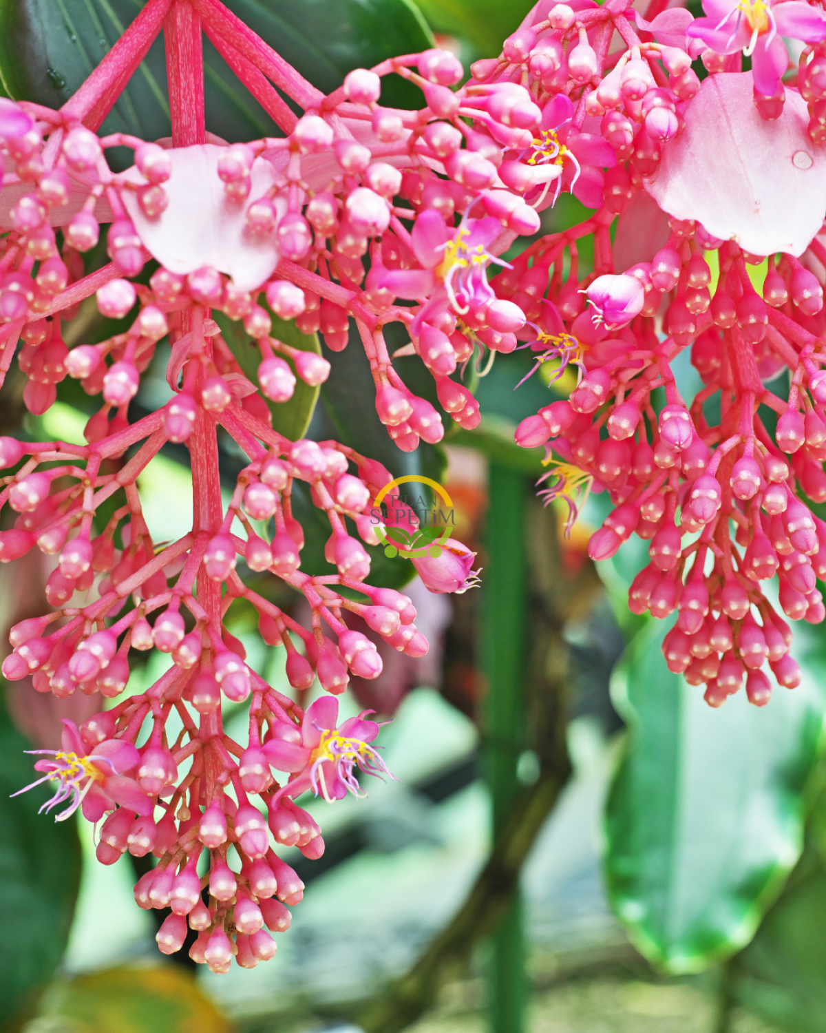 Medinilla Magnifica Bitkisi (Filipin Gülü / Egzotik Pembe Çiçek)