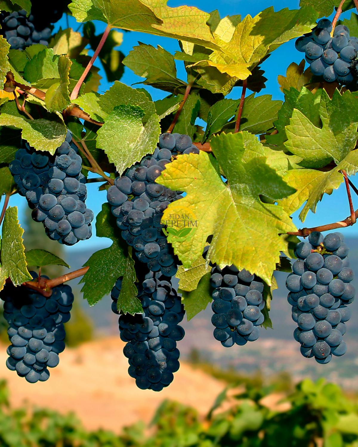 Merlot Üzüm Fidanı 'Açık Kök'