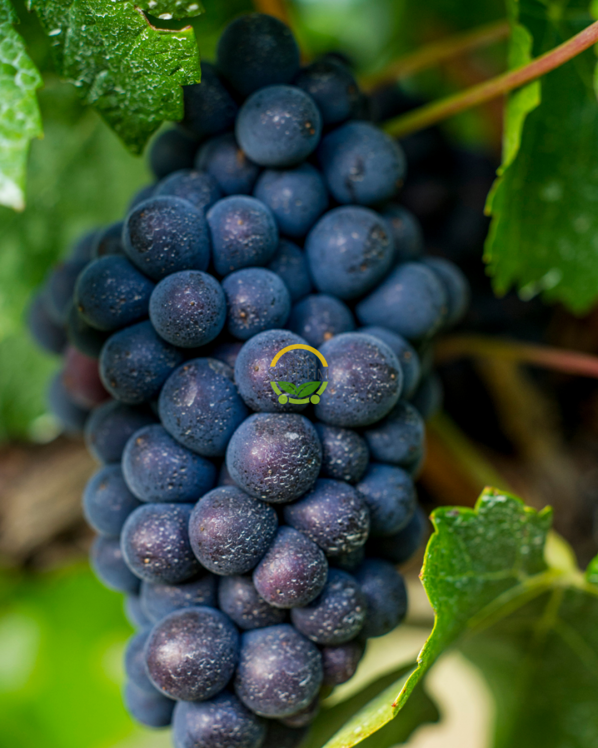Merlot Üzüm Fidanı 'Açık Kök'