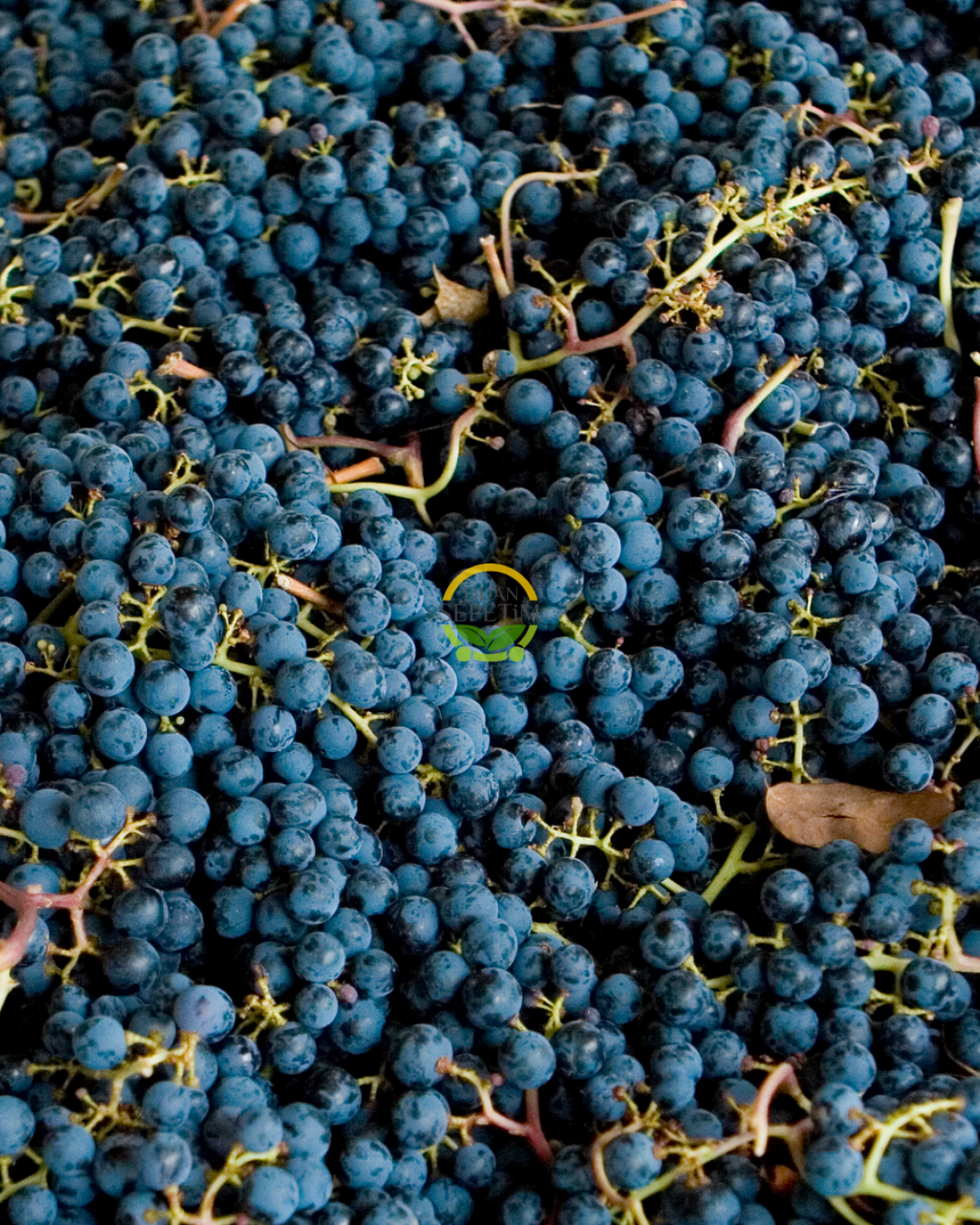 Merlot Üzüm Fidanı 'Açık Kök'