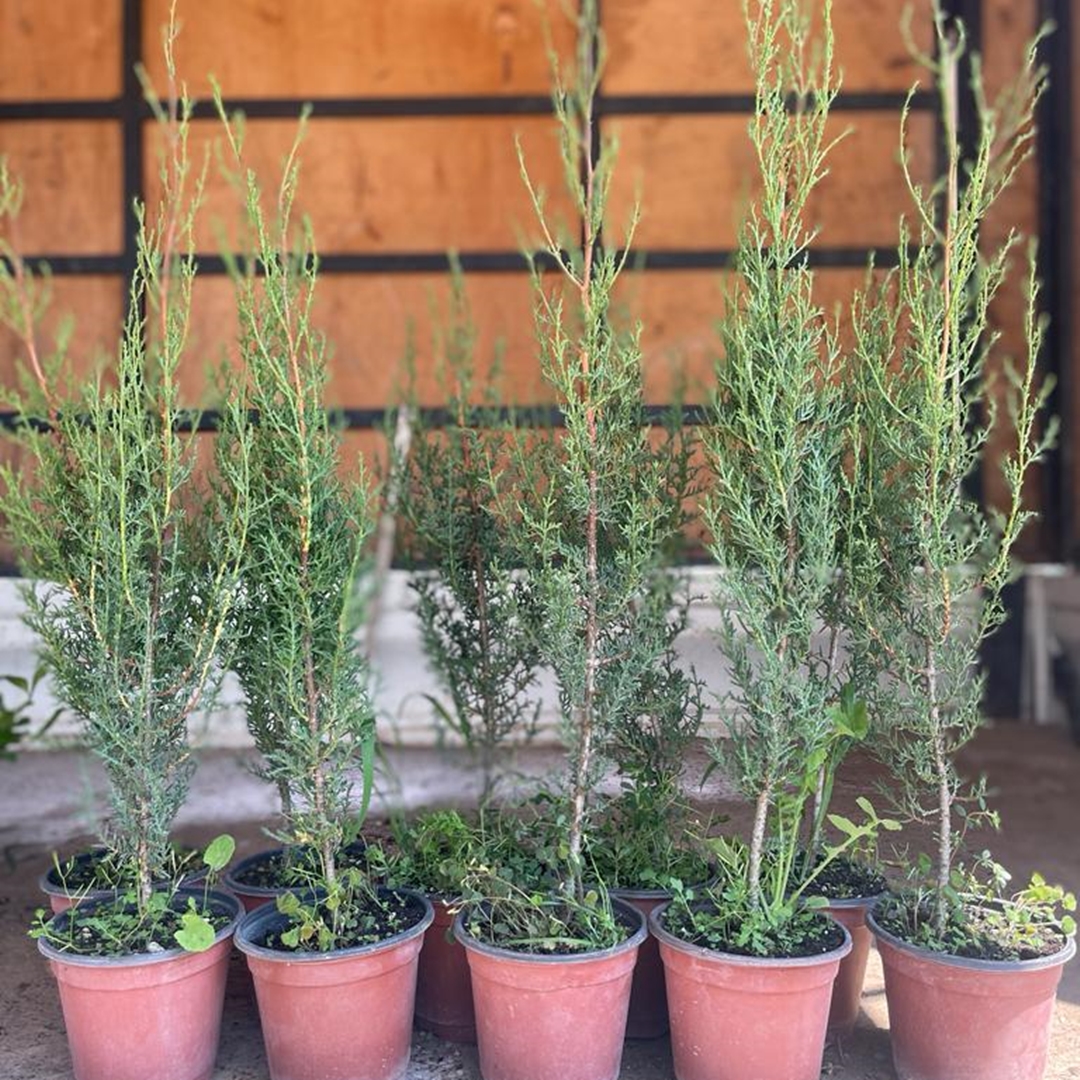 Mezarlık Servisi Fidanı Mezarlık Servisi Fidanı