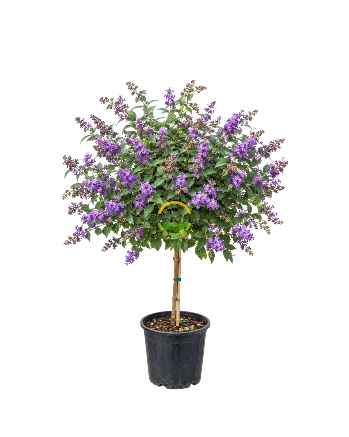 Mor Kelebek Çalısı Bitkisi (Buddleja Davidii) - Tijli Gövde