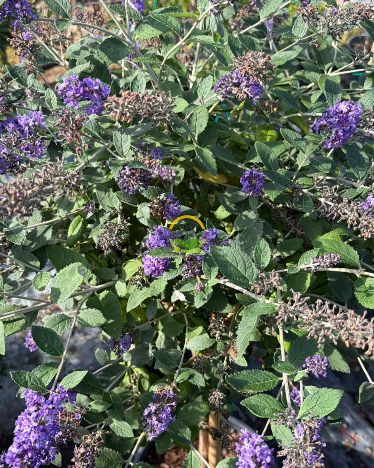 Mor Kelebek Çalısı Bitkisi (Buddleja Davidii) - Tijli Gövde