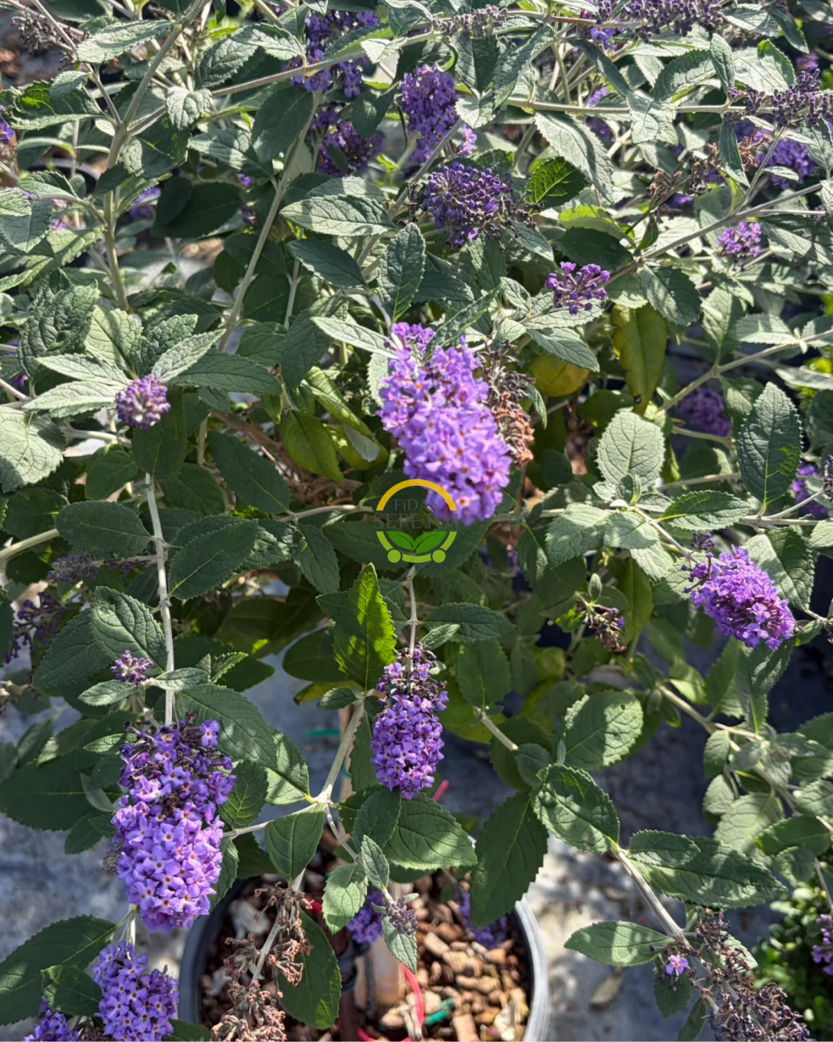 Mor Kelebek Çalısı Bitkisi (Buddleja Davidii) - Tijli Gövde