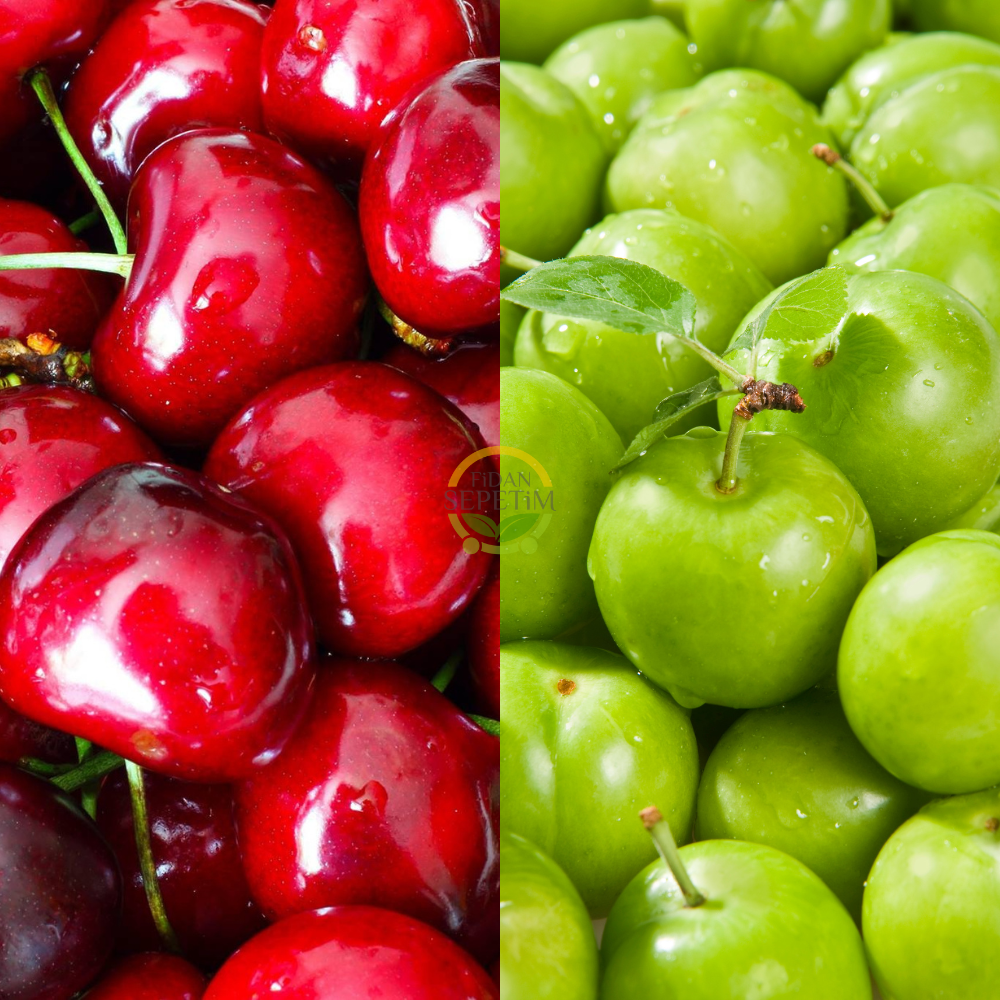 Napolyon Kiraz & Papaz Erik Fidanı Paketi Napolyon Kiraz & Papaz Erik Fidanı Paketi