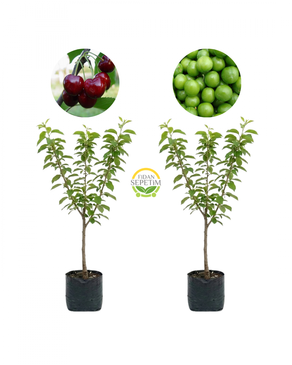 Napolyon Kiraz & Papaz Erik Fidanı Paketi