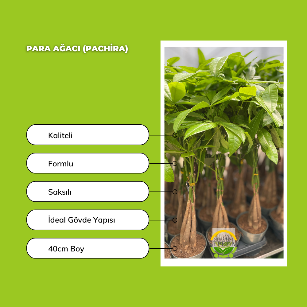 Para Ağacı (Pachira)