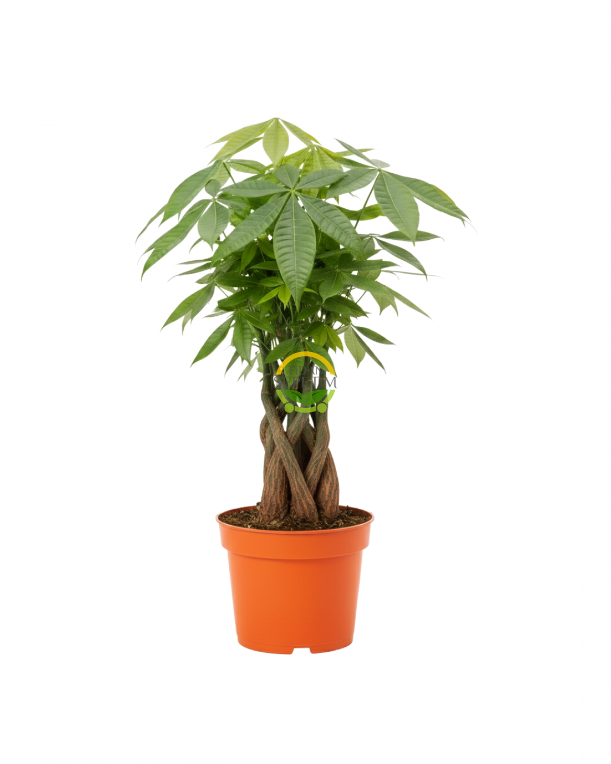 Para Ağacı (Pachira) Para Ağacı (Pachira)