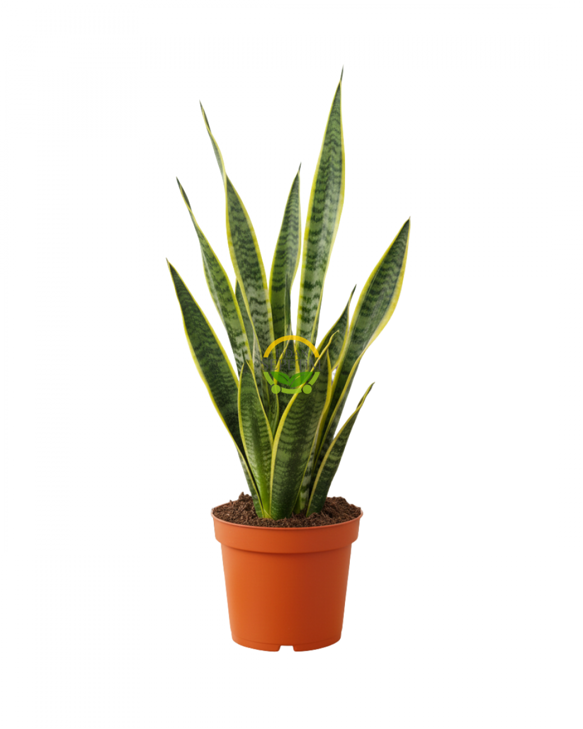 Paşa Kılıcı Çiçeği Sanseveria 80-100cm Paşa Kılıcı Çiçeği Sanseveria 80-100cm