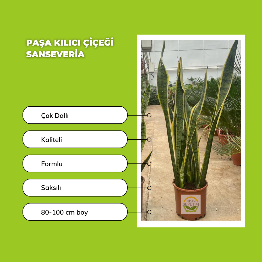 Paşa Kılıcı Çiçeği Sanseveria 80-100cm Paşa Kılıcı Çiçeği Sanseveria 80-100cm