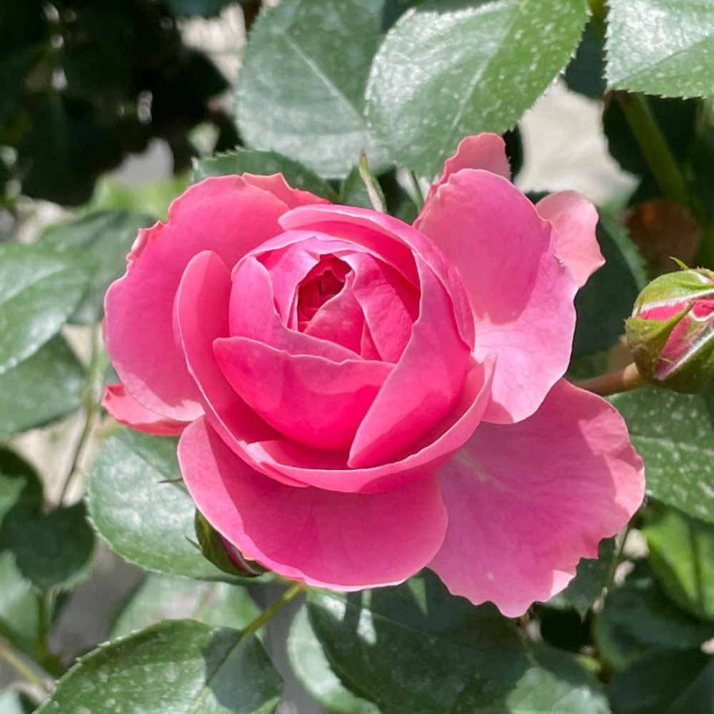 Pembe Renk Baston Gül Fidanı