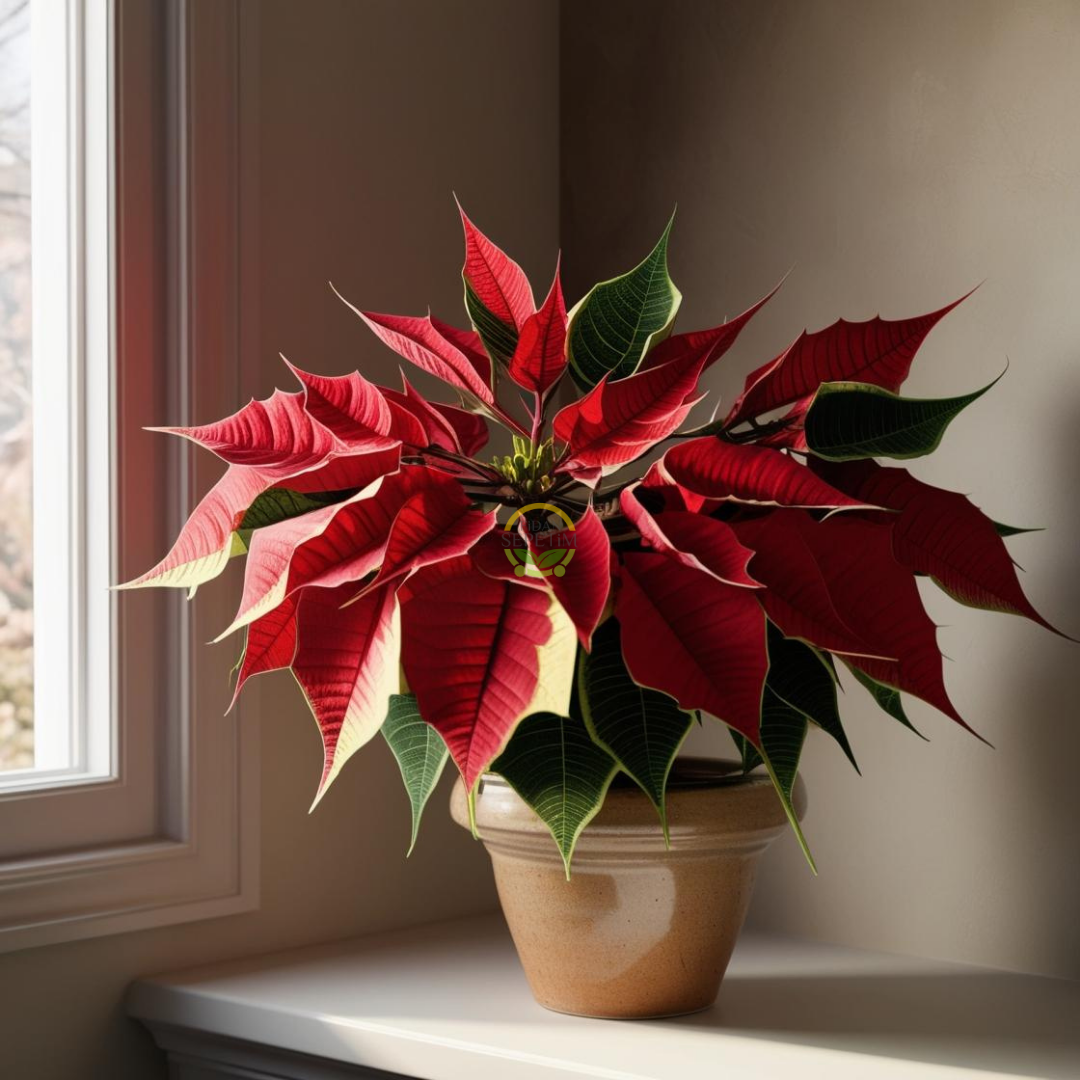 Poinsettia Atatürk Çiçeği 30-40cm