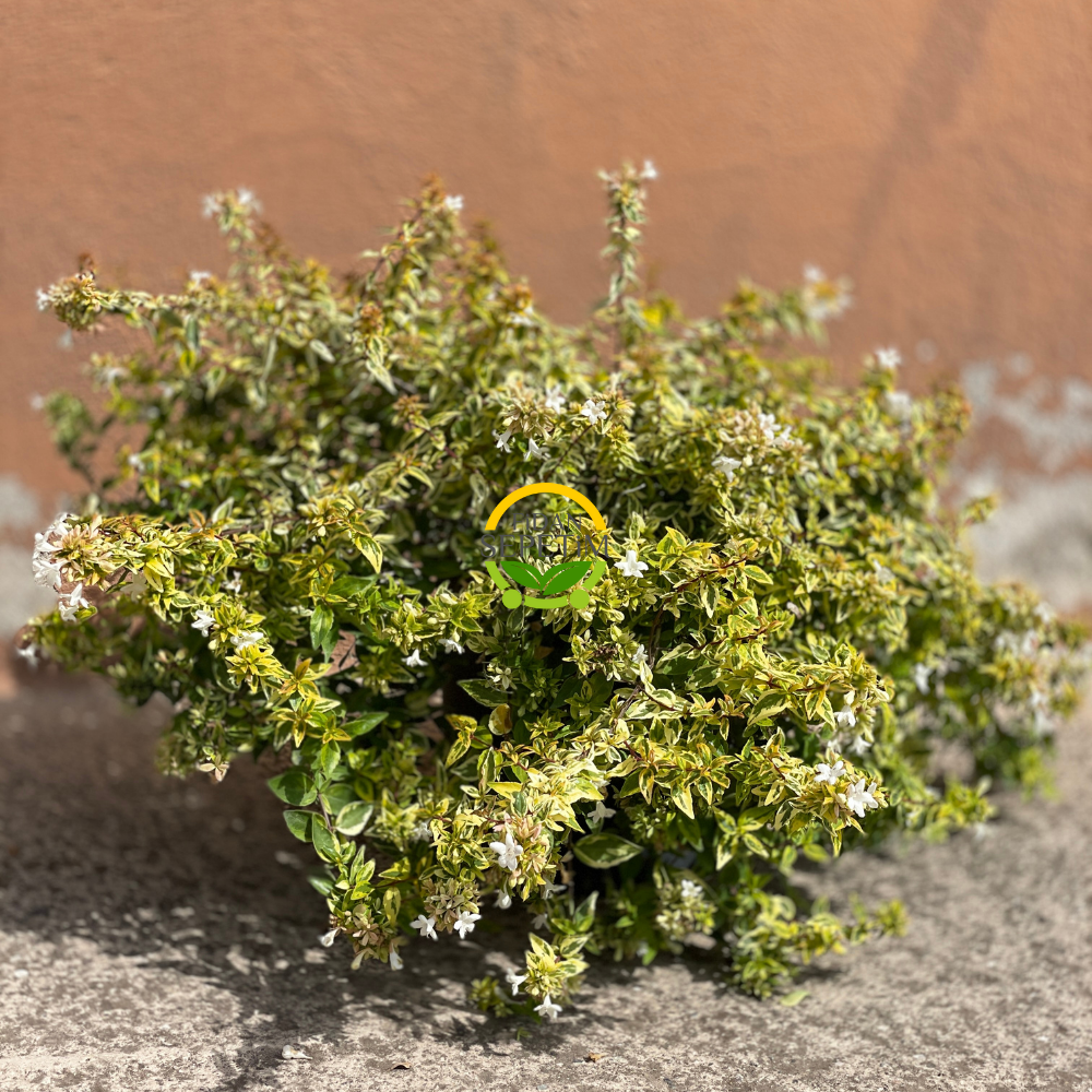 Sarı Alacalı Güzellik Çalısı 'Abelia Grandiflora Kaleidoscope' Sarı Alacalı Güzellik Çalısı 'Abelia Grandiflora Kaleidoscope'