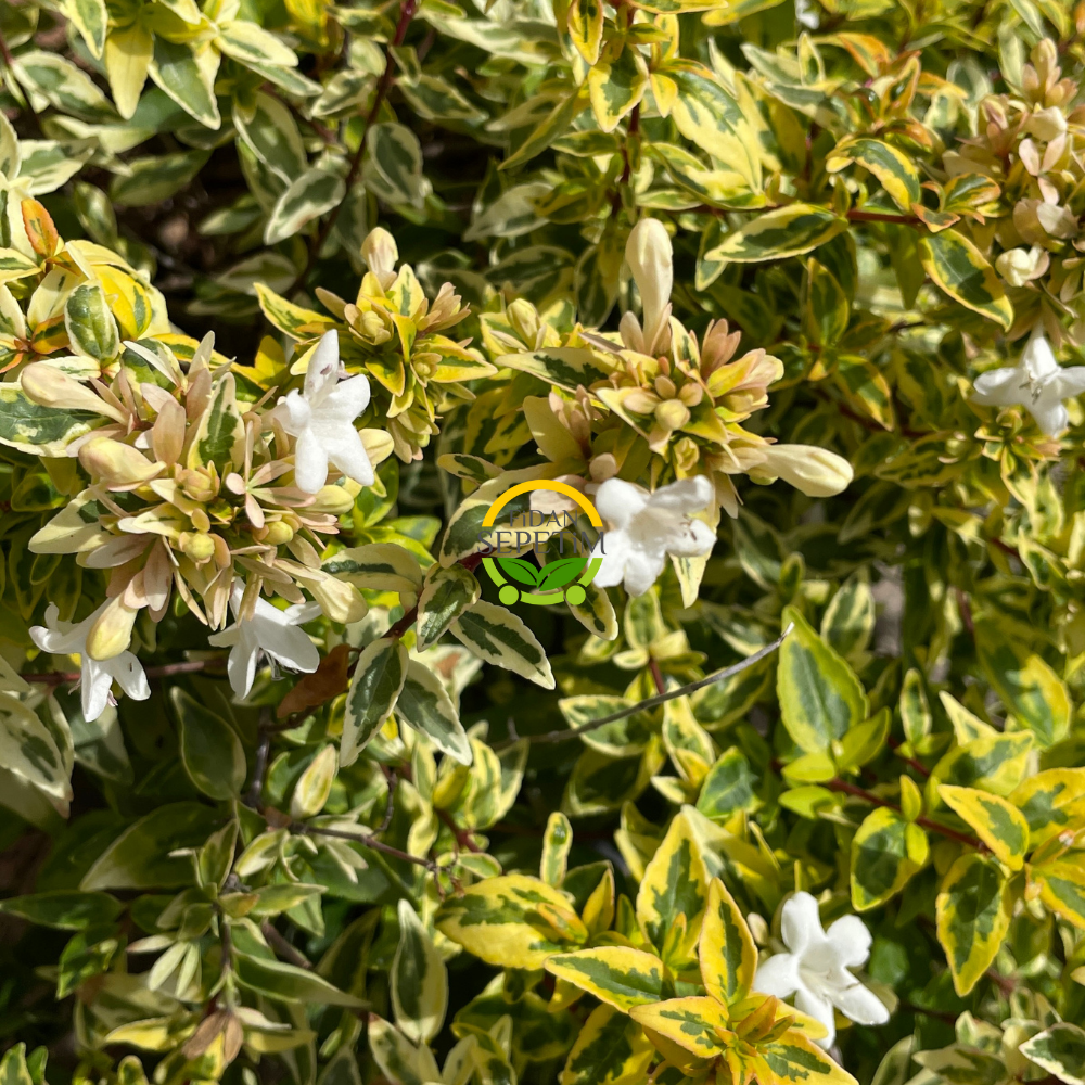Sarı Alacalı Güzellik Çalısı 'Abelia Grandiflora Kaleidoscope' Sarı Alacalı Güzellik Çalısı 'Abelia Grandiflora Kaleidoscope'