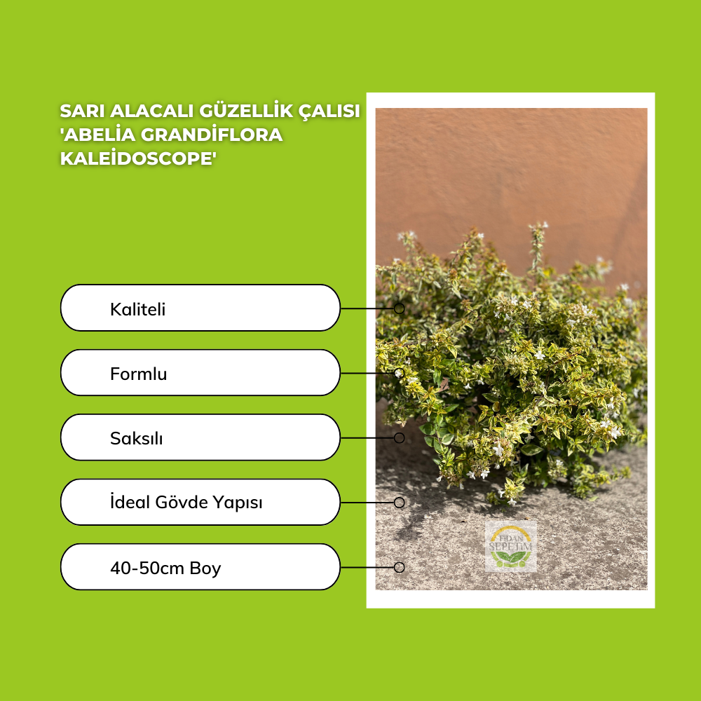 Sarı Alacalı Güzellik Çalısı 'Abelia Grandiflora Kaleidoscope' Sarı Alacalı Güzellik Çalısı 'Abelia Grandiflora Kaleidoscope'