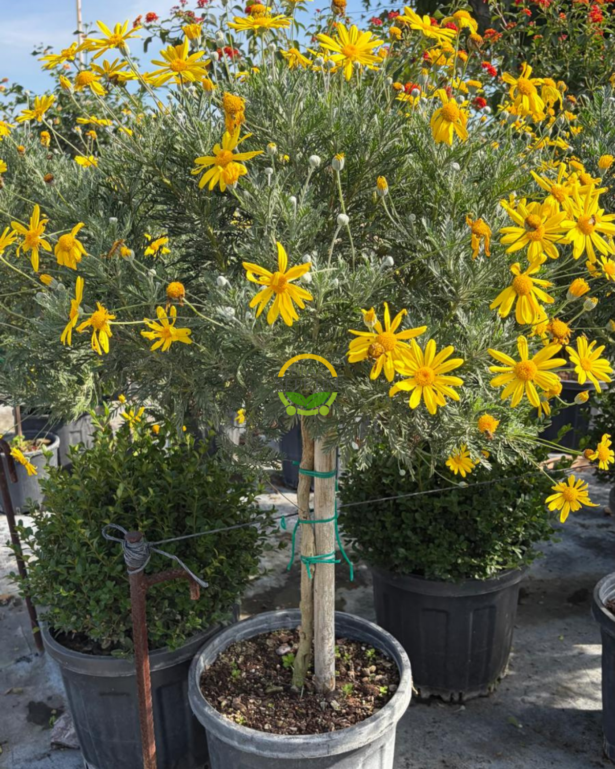 Sarı Papatya Ağacı (Euryops Pectinatus) - Tijli Gövde