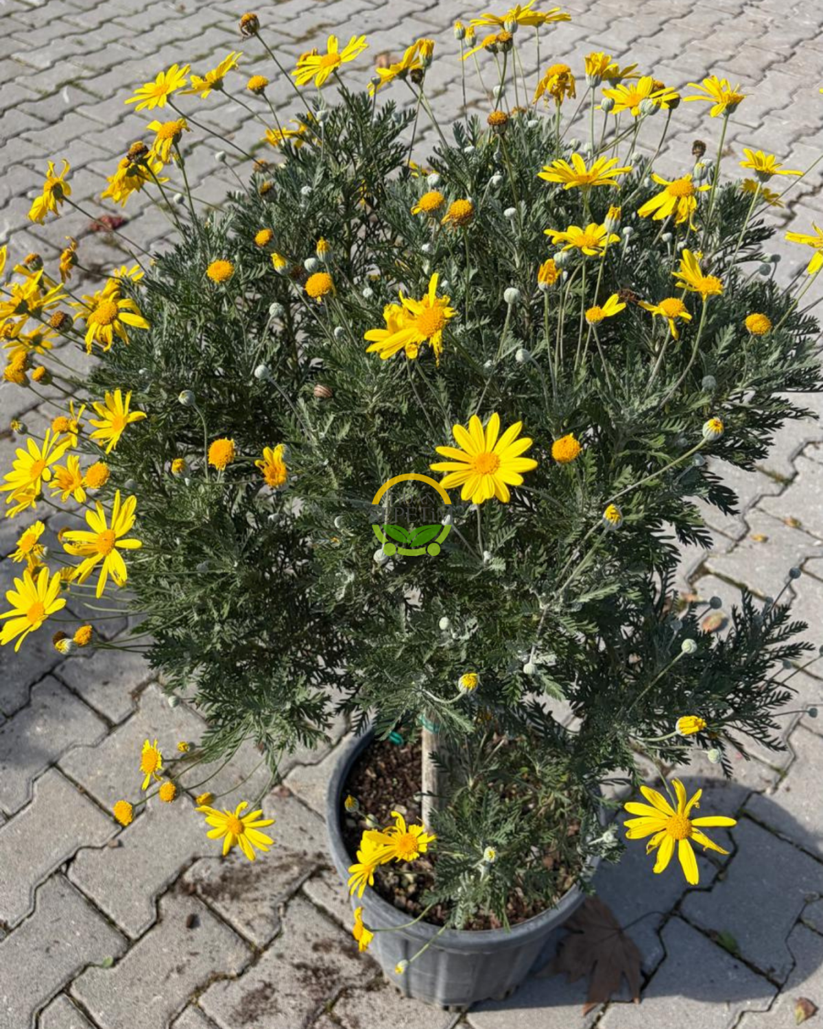 Sarı Papatya Ağacı (Euryops Pectinatus) - Tijli Gövde