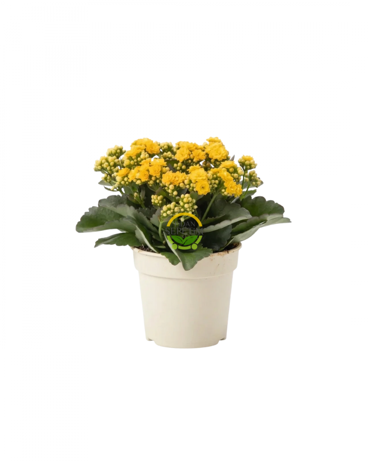 Sarı Renk Kalanchoe (Kalanşo) - 15 cm Saksıda