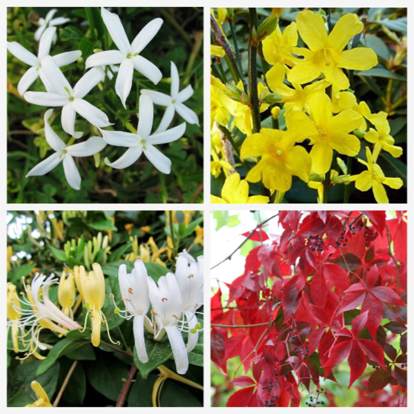 Sarmaşık Sarılıcı ve Tırmanıcı Bitkiler Paketi (4 Ürün) Sarmaşık Sarılıcı ve Tırmanıcı Bitkiler Paketi (4 Ürün)