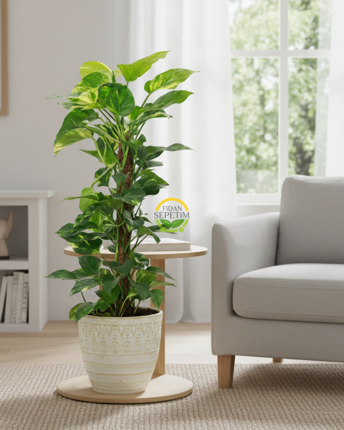 Scindapsus Aureum Bitkisi (Sarmaşık) 60cm