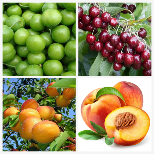 Sert Çekirdekli Meyve Fidanları Paketi (4 Adet Fidan) Sert Çekirdekli Meyve Fidanları Paketi (4 Adet Fidan)