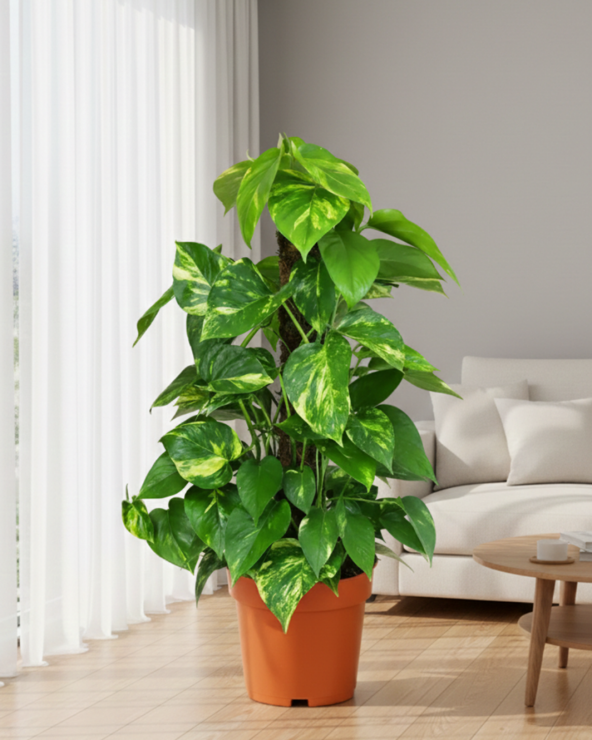 Sopalı Patos Salon Sarmaşığı 'Golden Pothos' 60-80cm