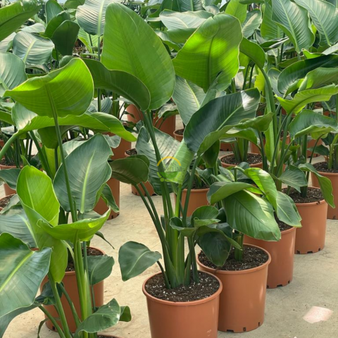 Starliçe 3 Köklü - (Cennet Kuşu - Strelitzia Nicolai) 100-120cm
