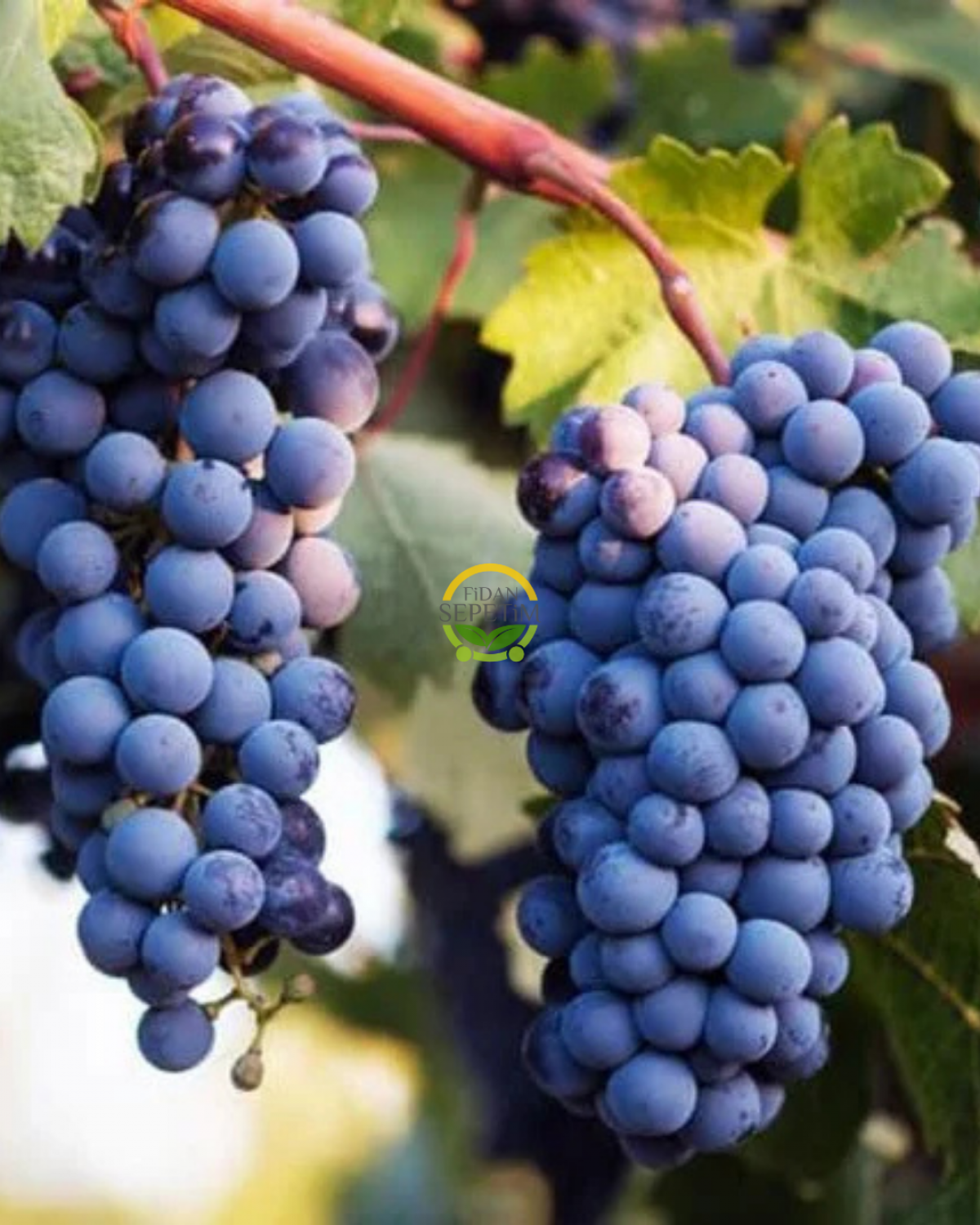 Syrah (Şiraz) Üzüm Fidanı 'Açık Kök'