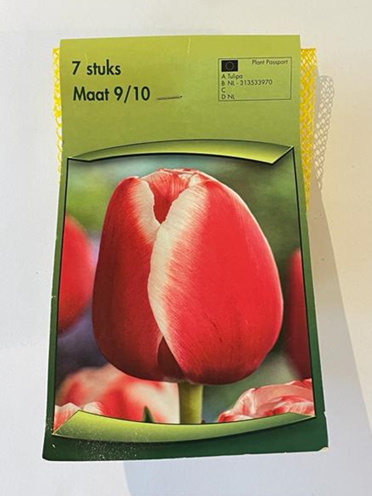 Triumph Markant Lale Soğanı 7 Adet Triumph Markant Lale Soğanı 7 Adet