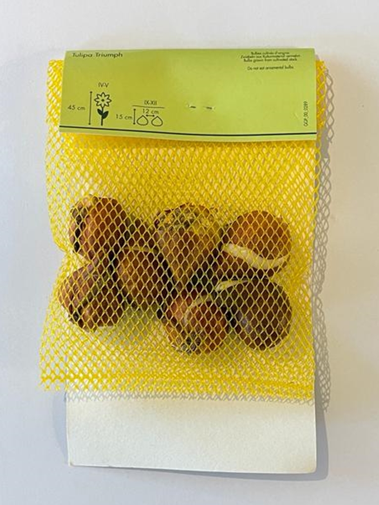 Triumph Markant Lale Soğanı 7 Adet Triumph Markant Lale Soğanı 7 Adet