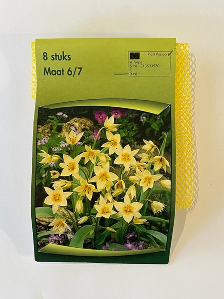 Tulipa Tarda Lale Soğanı 8 Adet Tulipa Tarda Lale Soğanı 8 Adet