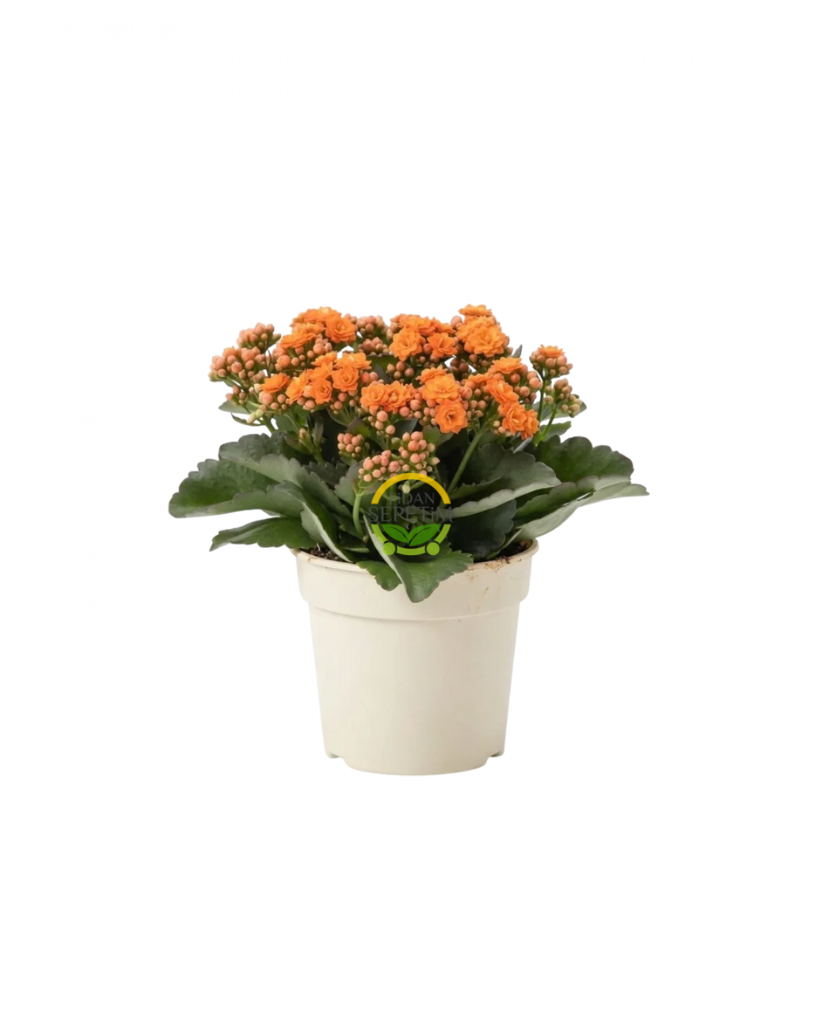 Turuncu Renk Kalanchoe (Kalanşo) - 15 cm Saksıda