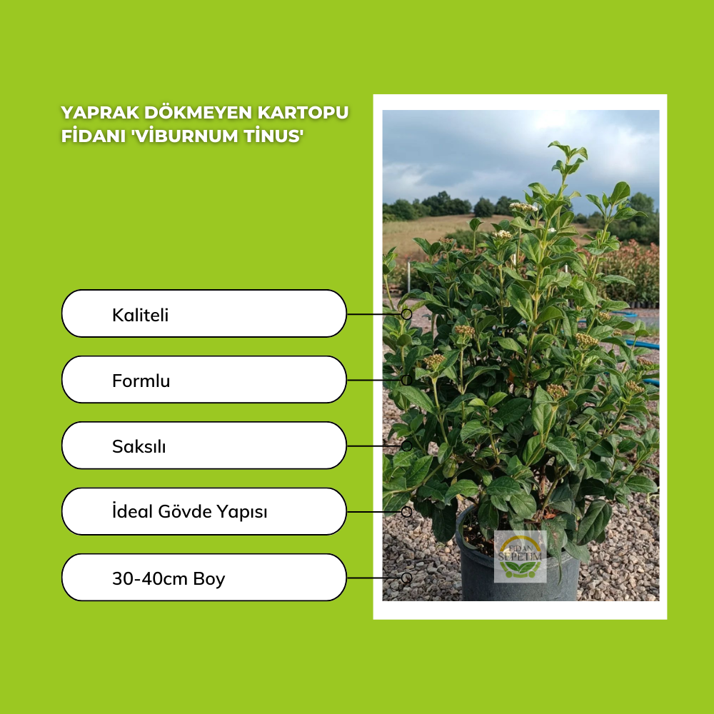 Yaprak Dökmeyen Kartopu Fidanı 'Viburnum tinus' Yaprak Dökmeyen Kartopu Fidanı 'Viburnum tinus'