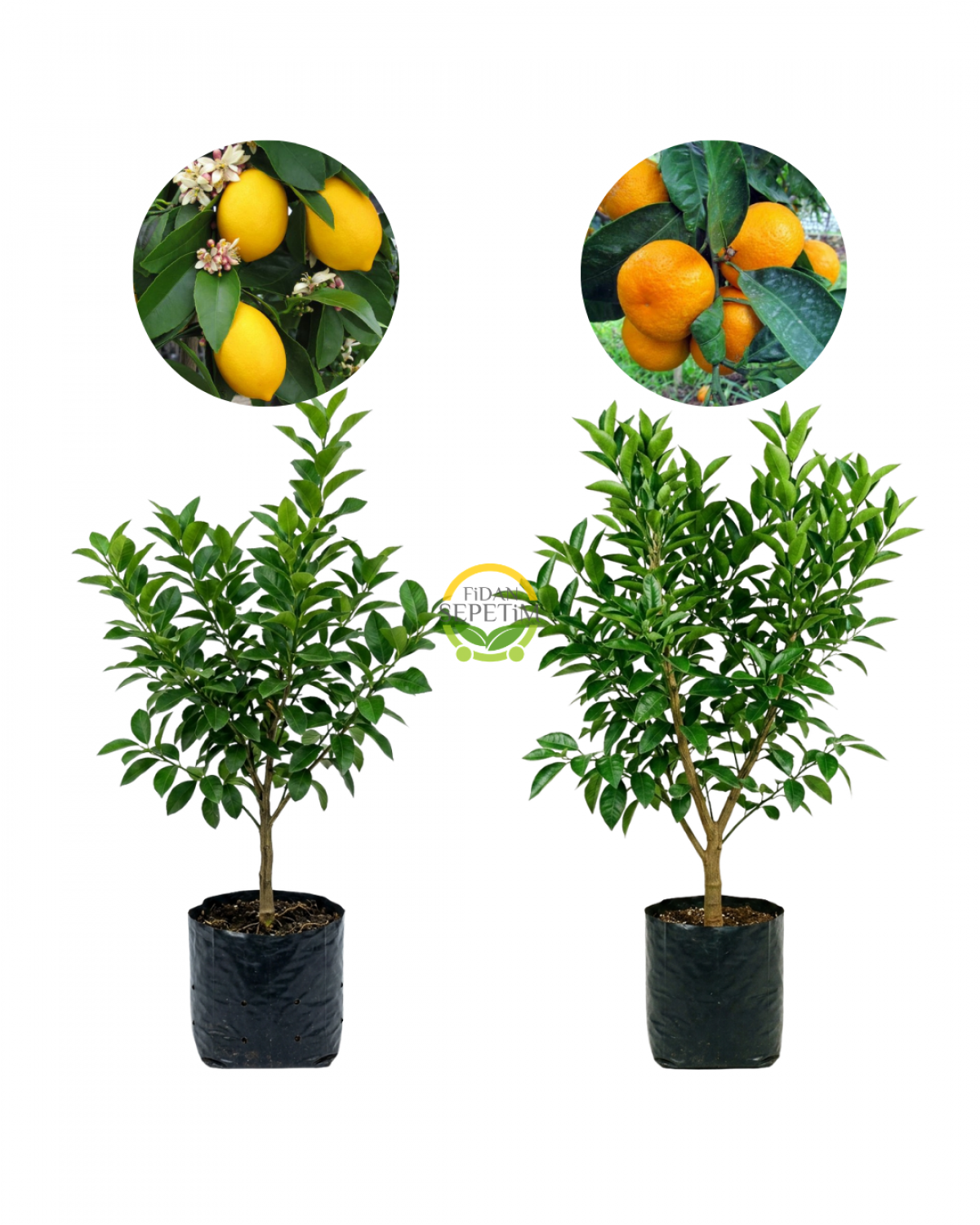 Yediveren Limon ve Satsuma Mandalina Fidanı Paketi