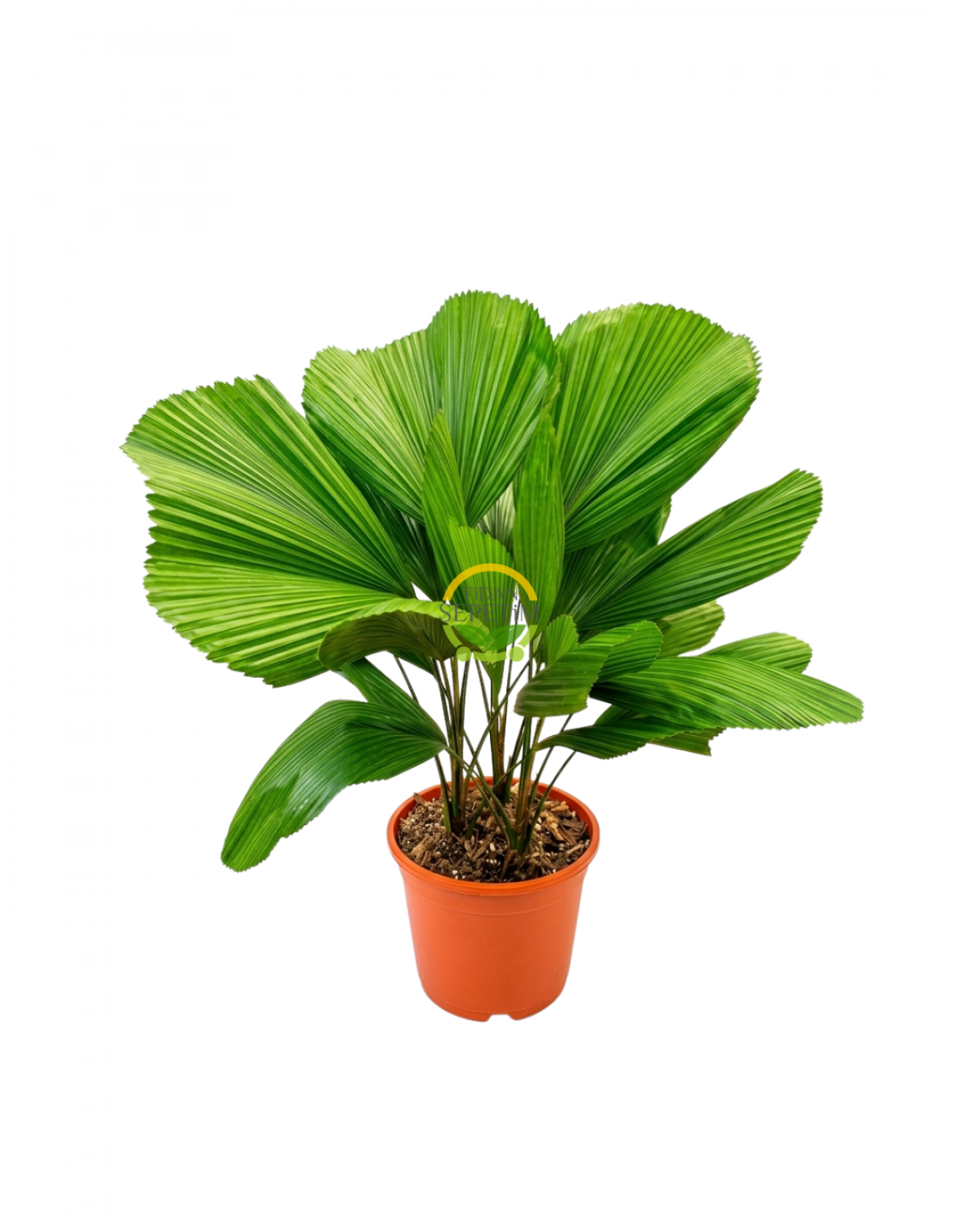 Yelpaze Palmiyesi (Licuala Grandis) 80-90cm