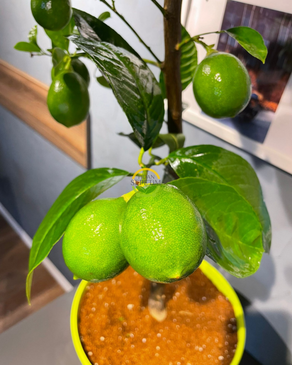 Yeşil Dekoratif Saksılı Limon Fidanı