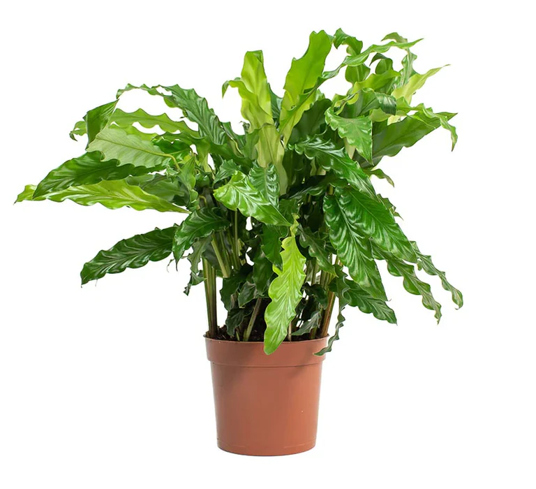 Yeşil Dua Çiçeği  'Calathea Rufibarba' 40-50cm
