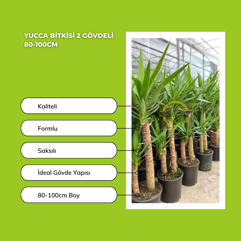 Yucca Bitkisi 2 Gövdeli 80-100cm Yucca Bitkisi 2 Gövdeli 80-100cm