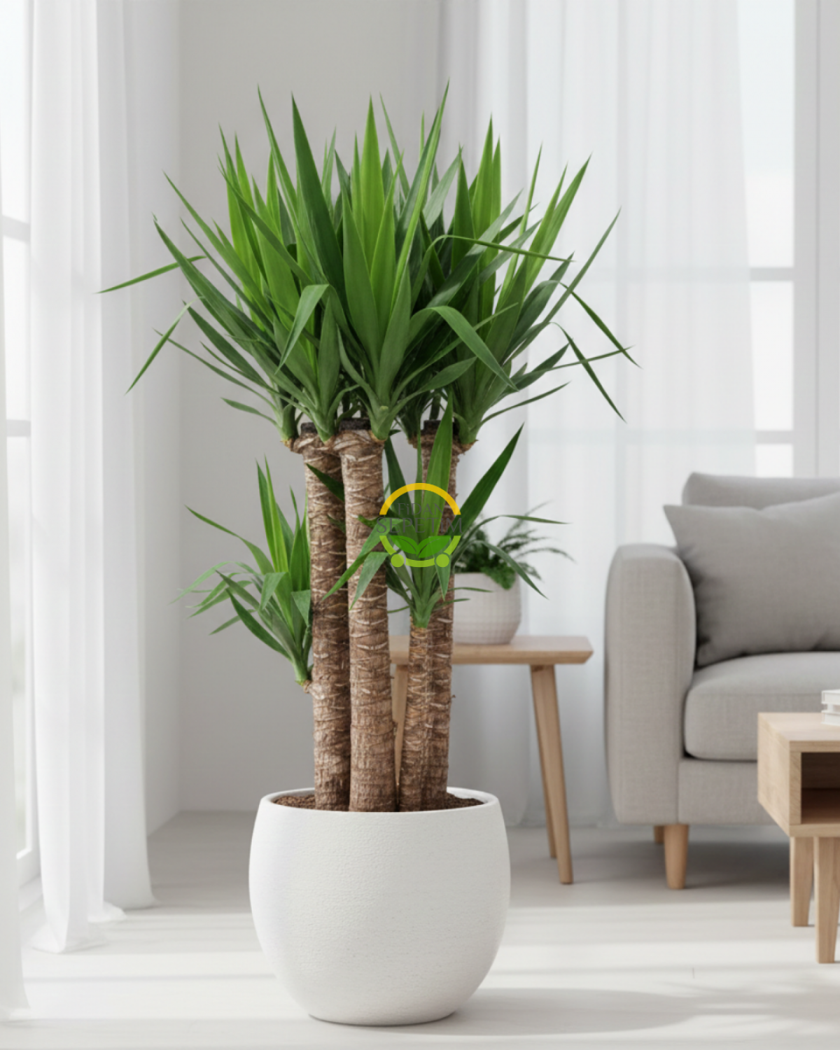 Yucca Bitkisi 4 Gövdeli 150-170cm