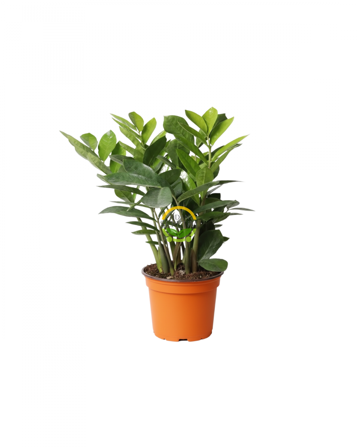 Zamioculcas Zamifolia Zamia Çiçeği 30-40cm