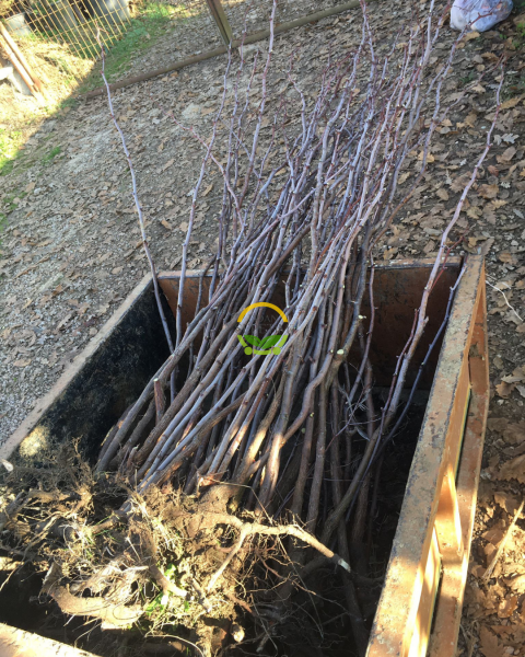 10 Adet 3 Yaş Aşılı İri Meyveli Hünnap Fidanı 'Açık Kök'