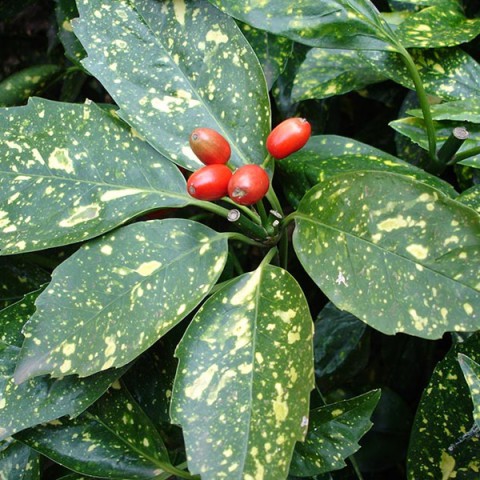 10 Adet Aucuba Japonica Akuba Lekeli Defne Fidanı