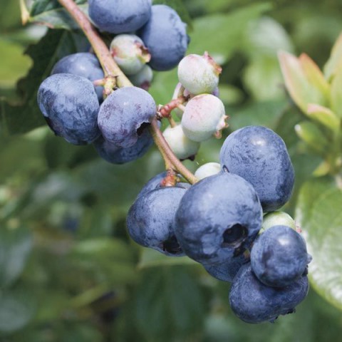 10 Adet BlueGold Çeşiti Yaban Mersini Fidanı Paketi