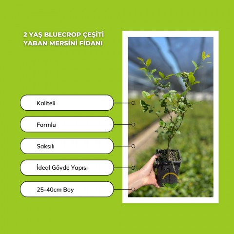 10 Adet Bluecrop Yaban Mersini Fidanı Paketi