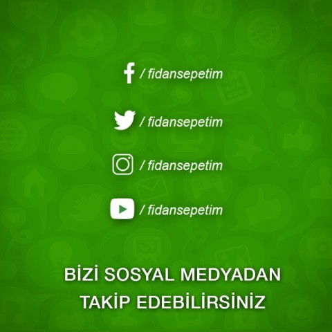 10 Adet Chester Böğürtlen Fidanı -Açık Kök-