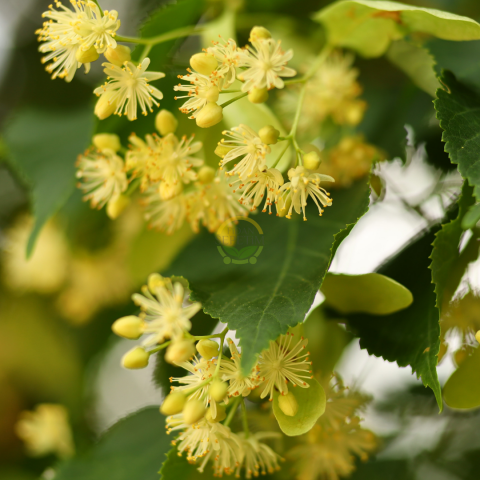 10 Adet Ihlamur Fidanı Paketi