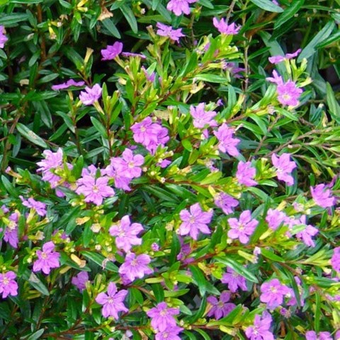 10 Adet Kufeya Cennet Çiçeği Bitkisi (Cuphea hyssopifolia) Paketi
